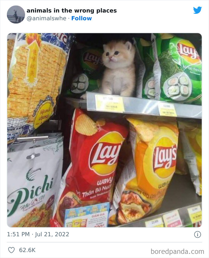35 Times People Spotted Animals In Places They Shouldn't Have Been And Submitted Pics To This Twitter Account