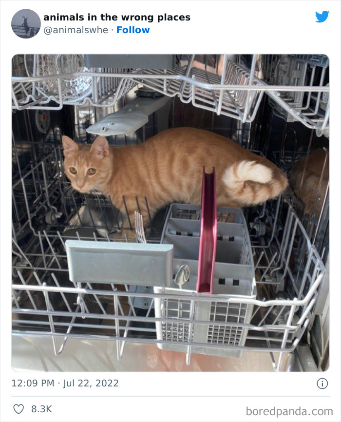 35 Times People Spotted Animals In Places They Shouldn't Have Been And Submitted Pics To This Twitter Account