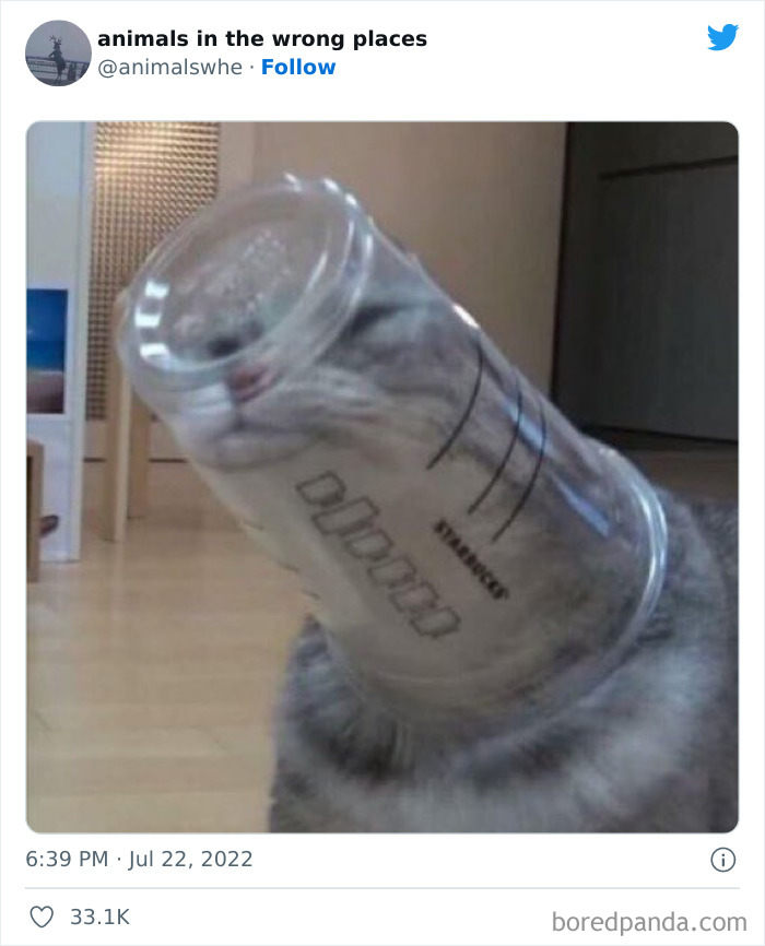 35 Times People Spotted Animals In Places They Shouldn't Have Been And Submitted Pics To This Twitter Account