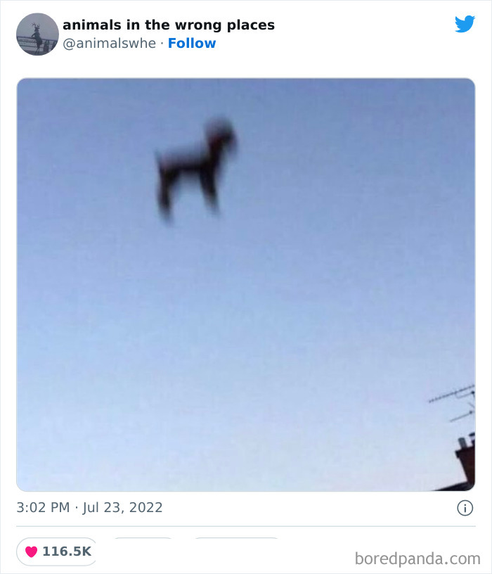 35 Times People Spotted Animals In Places They Shouldn't Have Been And Submitted Pics To This Twitter Account