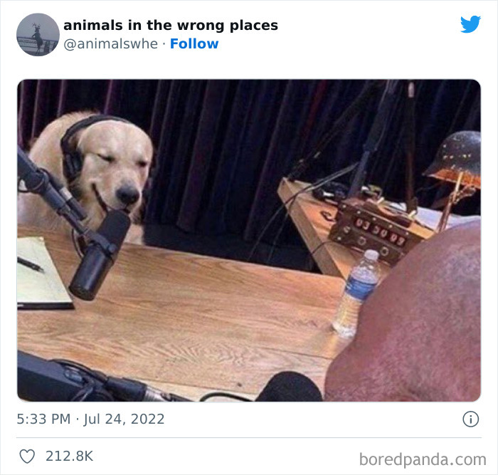 35 Times People Spotted Animals In Places They Shouldn't Have Been And Submitted Pics To This Twitter Account