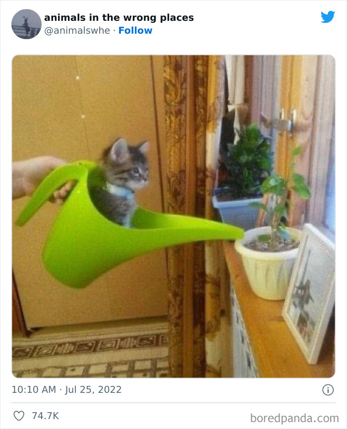 35 Times People Spotted Animals In Places They Shouldn't Have Been And Submitted Pics To This Twitter Account