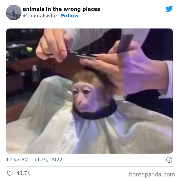 35 Times People Spotted Animals In Places They Shouldn't Have Been And Submitted Pics To This Twitter Account