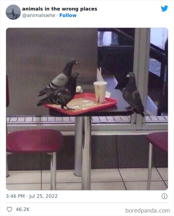 35 Times People Spotted Animals In Places They Shouldn't Have Been And Submitted Pics To This Twitter Account