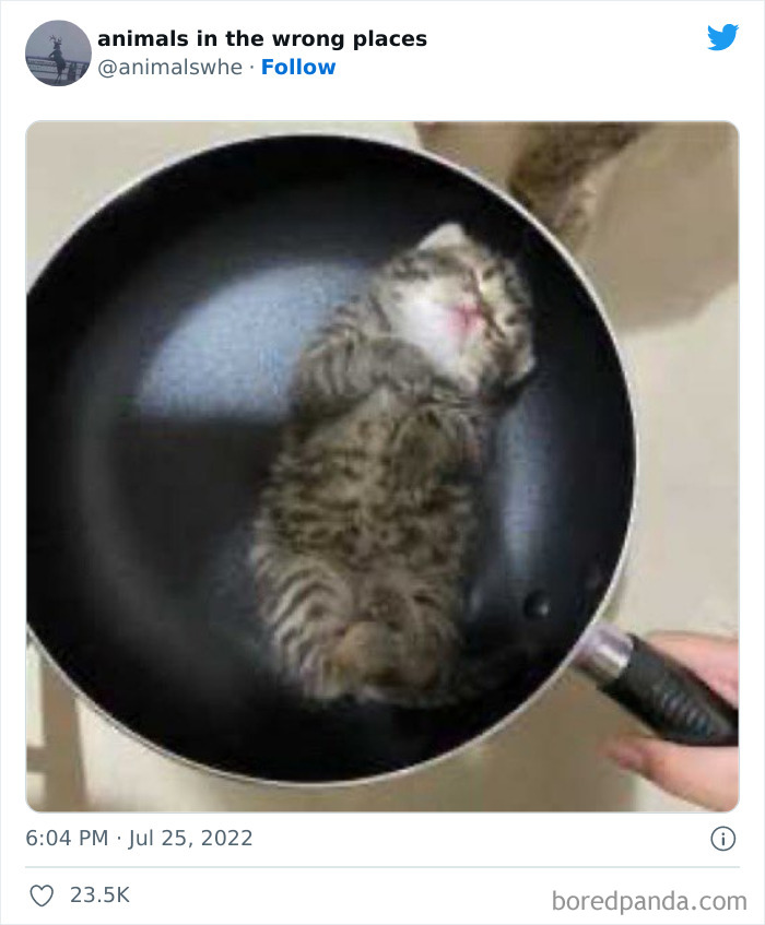 35 Times People Spotted Animals In Places They Shouldn't Have Been And Submitted Pics To This Twitter Account