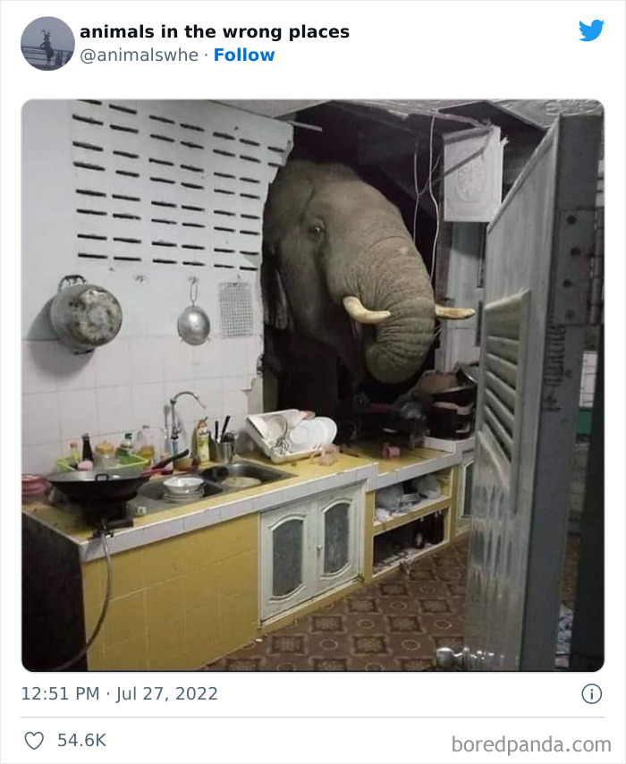 35 Times People Spotted Animals In Places They Shouldn't Have Been And Submitted Pics To This Twitter Account