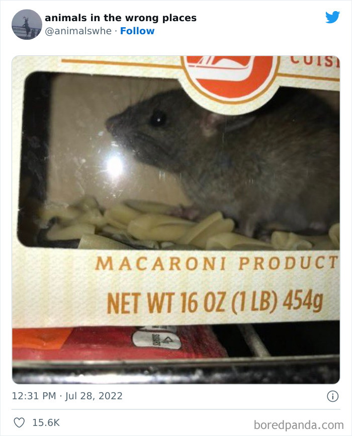 35 Times People Spotted Animals In Places They Shouldn't Have Been And Submitted Pics To This Twitter Account