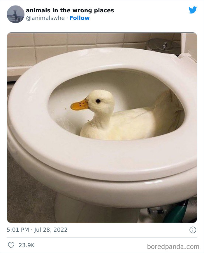 35 Times People Spotted Animals In Places They Shouldn't Have Been And Submitted Pics To This Twitter Account