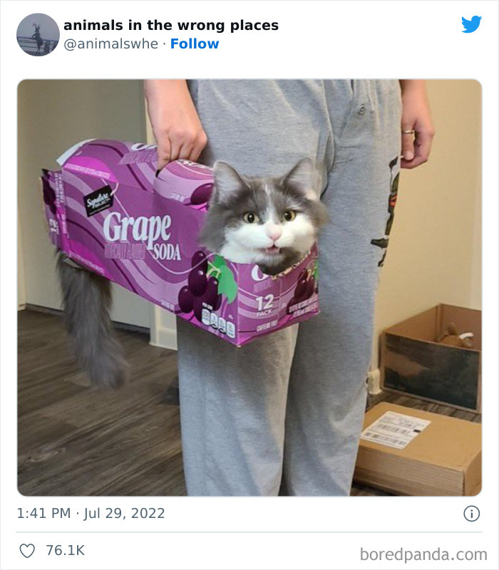 35 Times People Spotted Animals In Places They Shouldn't Have Been And Submitted Pics To This Twitter Account