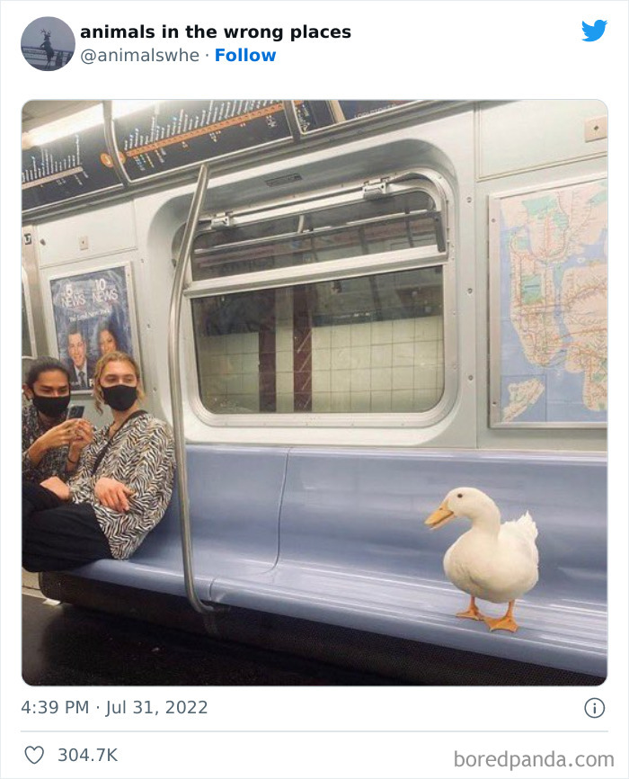 35 Times People Spotted Animals In Places They Shouldn't Have Been And Submitted Pics To This Twitter Account