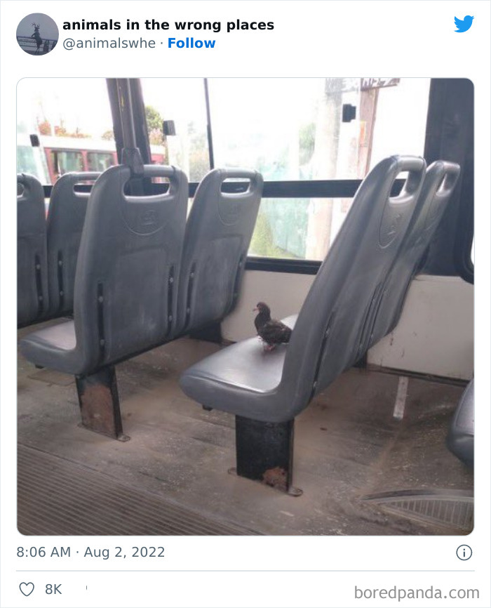 35 Times People Spotted Animals In Places They Shouldn't Have Been And Submitted Pics To This Twitter Account