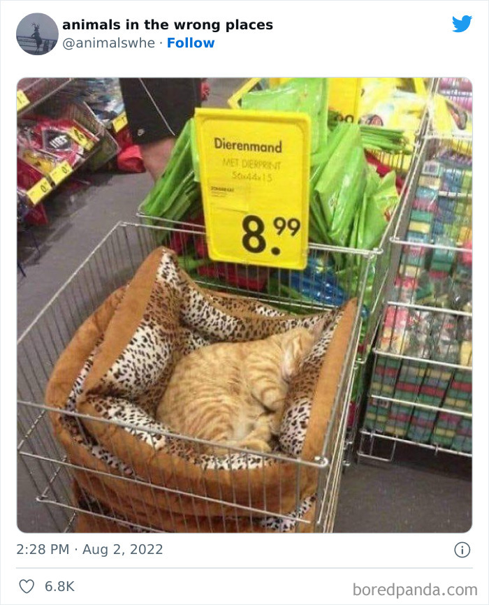 35 Times People Spotted Animals In Places They Shouldn't Have Been And Submitted Pics To This Twitter Account
