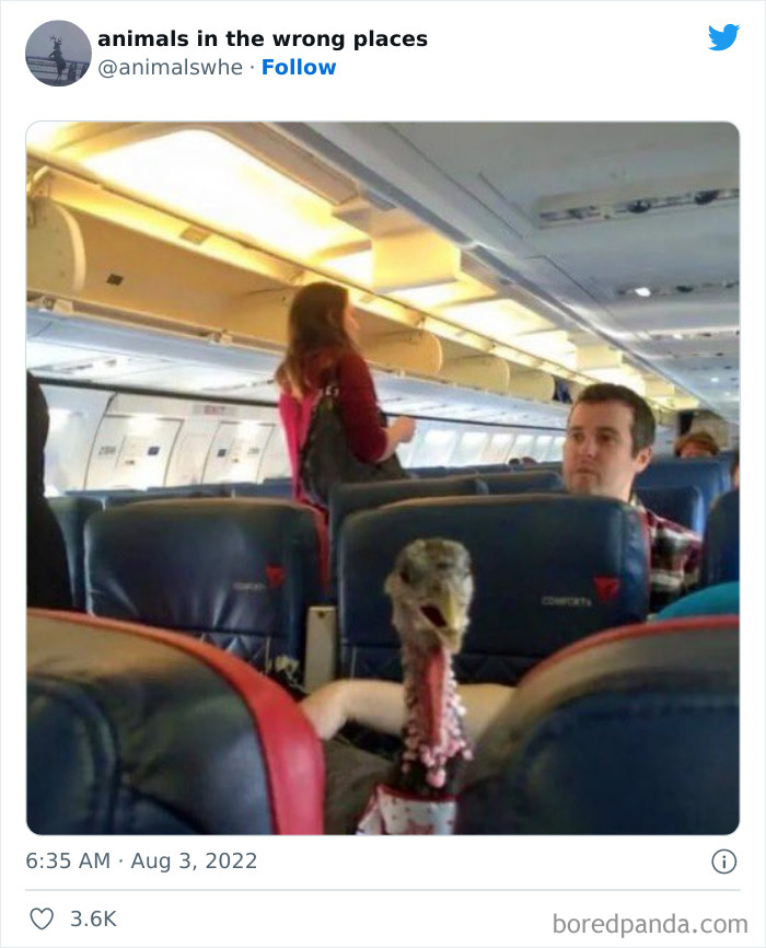 35 Times People Spotted Animals In Places They Shouldn't Have Been And Submitted Pics To This Twitter Account