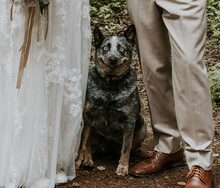 Este perro hizo photobomb en la boda de sus dueños, y la gente comparte fotos similares