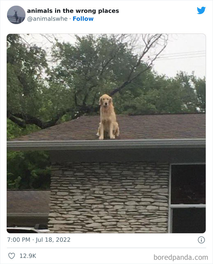 35 Times People Spotted Animals In Places They Shouldn't Have Been And Submitted Pics To This Twitter Account