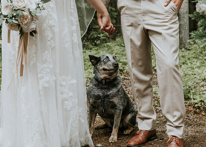 Este perro hizo photobomb en la boda de sus dueños, y la gente comparte fotos similares