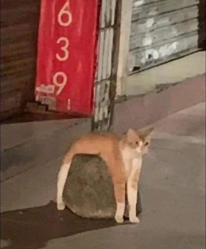 50 Pics Without Context That Get Weirder And Weirder The Longer You Look At Them, As Shared On This Online Group (New Pics)