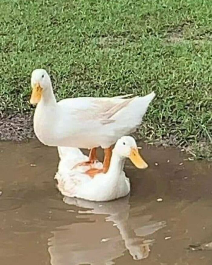 50 Pics Without Context That Get Weirder And Weirder The Longer You Look At Them, As Shared On This Online Group (New Pics)