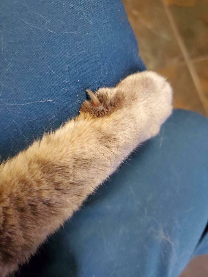 La última foto de su manopla asesina. La perdimos hoy después de 17 años. Maldito cáncer