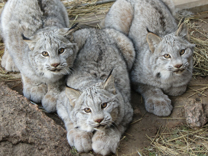 Quiero agarrar todas sus patitas