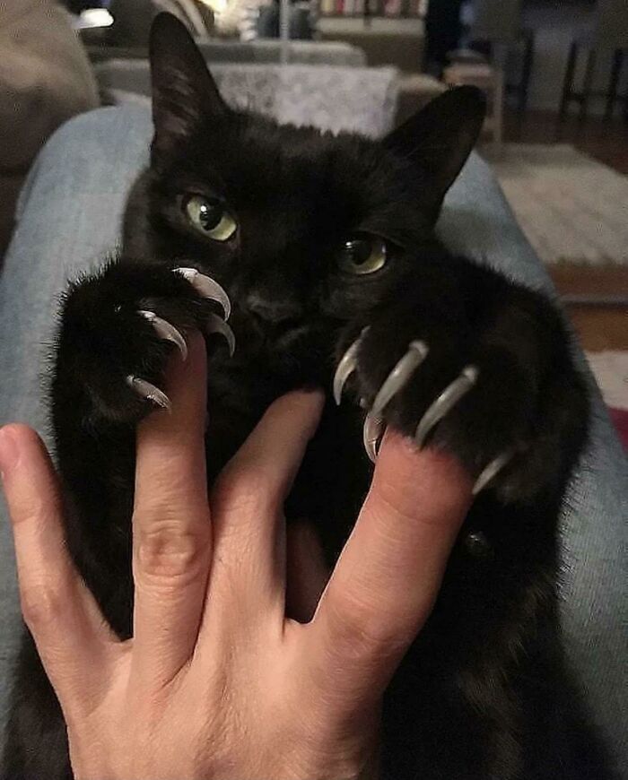 Una adorable máquina de matar