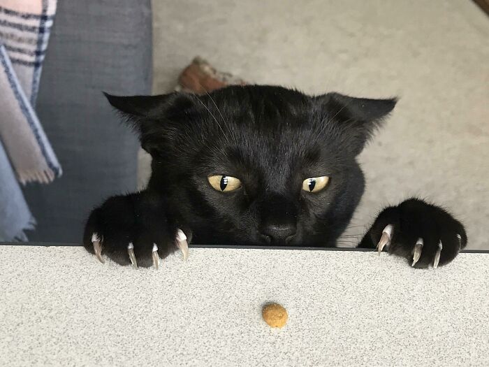 Cazador de pienso