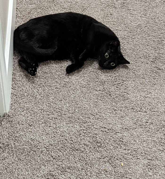 Mi gato mirando un grano de arroz