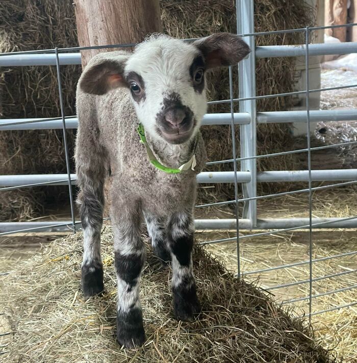 Esta pequeña señorita está muy orgullosa de sí misma por haber saltado a la paca de heno... Además sólo tiene 3 días de edad