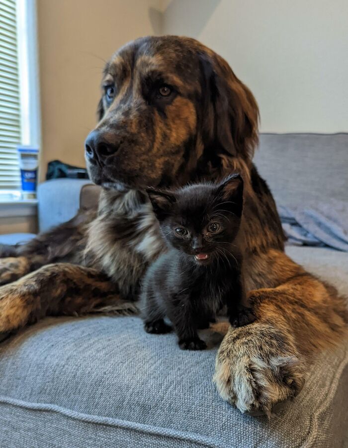 Mi gran perro y mi pequeño gatito adoptado se adoran mutuamente
