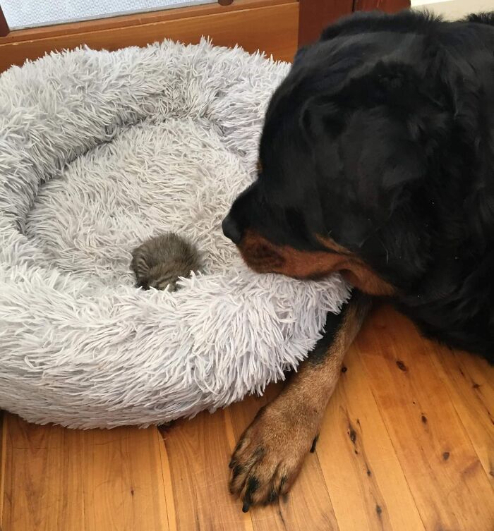 Mis padres encontraron un gatito y nuestro Rottweiler un nuevo amigo al que cuidar