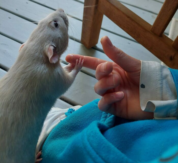 Cuando la rata de mi hija, "Wasabi Bobby", está nerviosa o se encuentra en una situación nueva, le agarra la mano para tranquilizarse