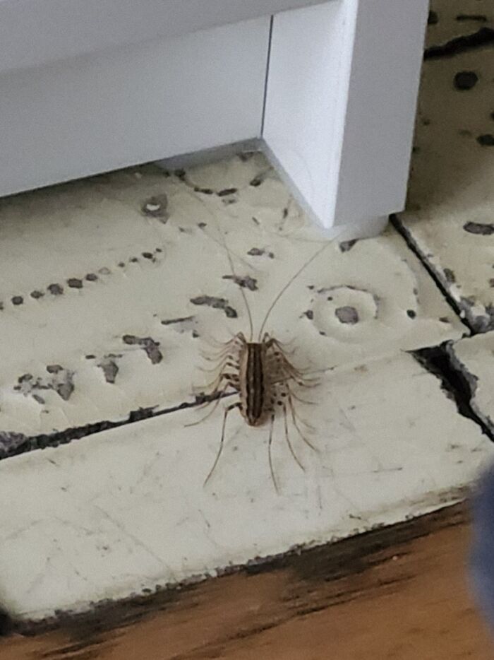 Se ha paseado por mi cara mientras intentaba dormir. Tengo los pelos de punta