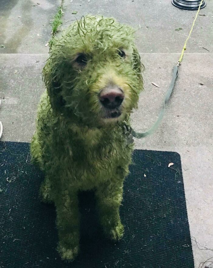 Dejé a mi perro blanco salir al jardín tras cortar el césped