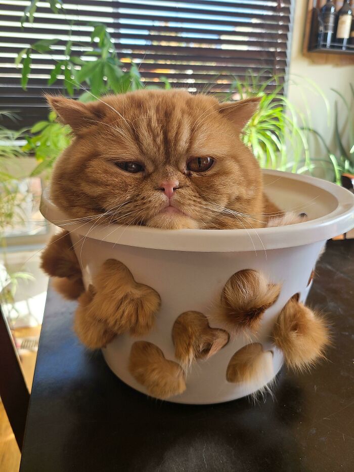 Un chef loco obliga a un gato a pasar por un colador antes de cocinarlo