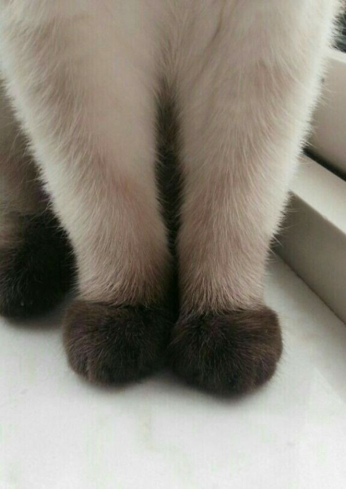 Elegante