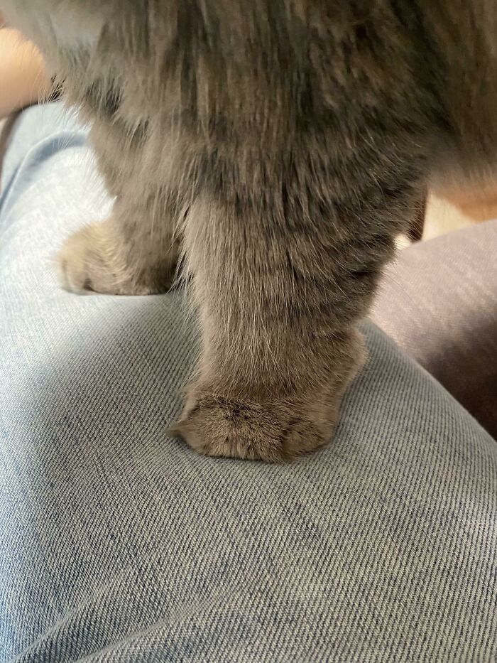  Unas patitas con una postura poderosa