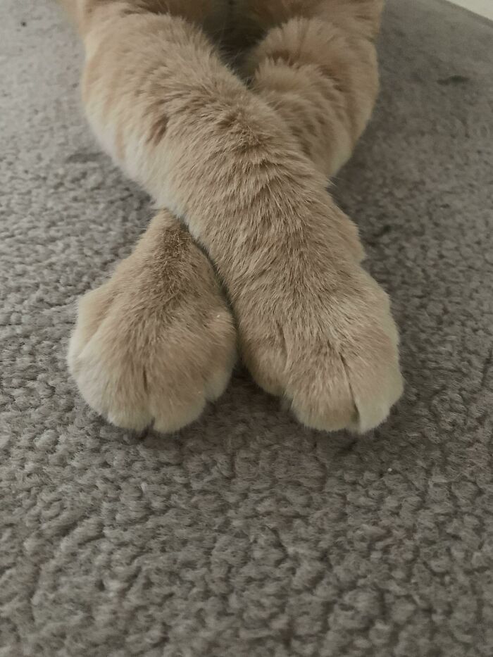 Unas patitas de alta calidad