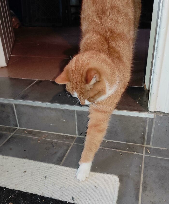 Es tan pequeña, tan elegante. La patita más pequeña que he visto en mi vida