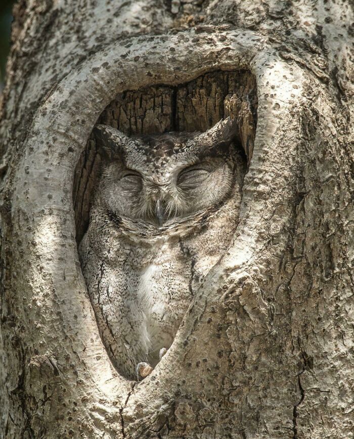 El búho encontró su lugar de descanso perfecto