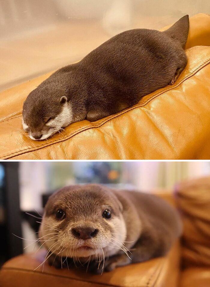 Nutria linda