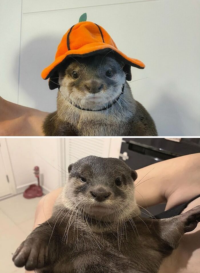 Feliz Halloween