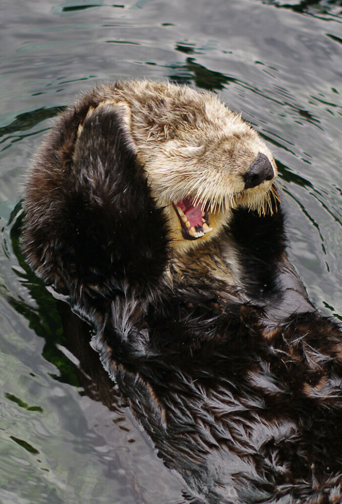 Tomé esta foto de una nutria bostezando. Esperemos que las nutrias no sean demasiado conocidas por aquí