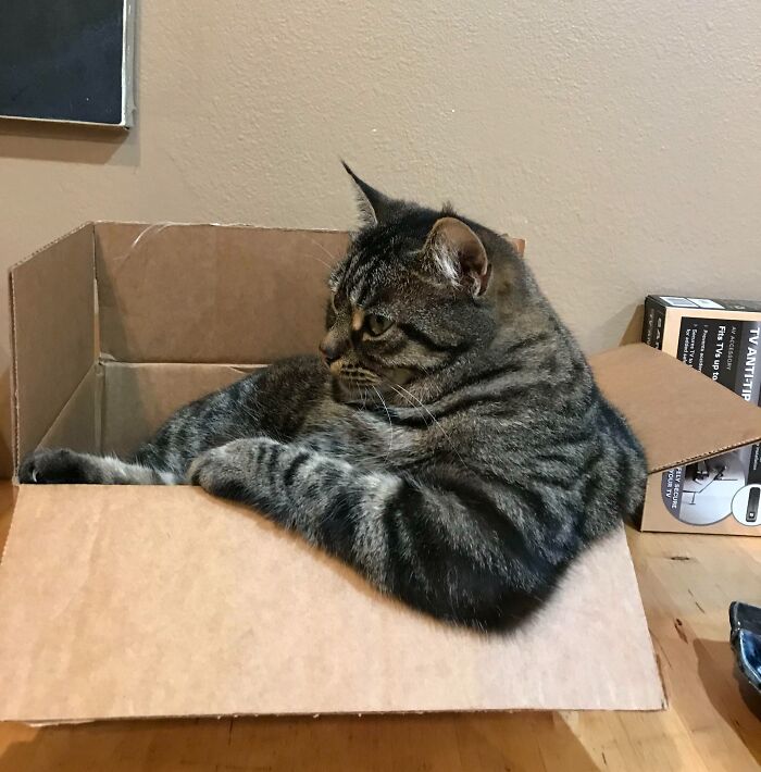 Mi gato gordo camionero