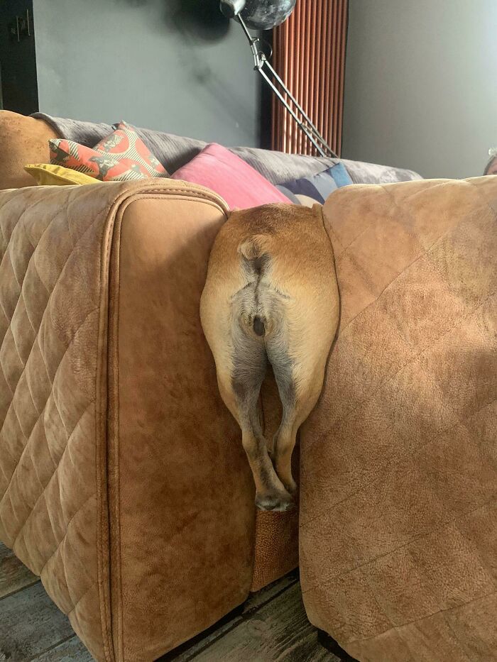 Perdí a mi perro por un momento. No estoy seguro de cuánto tiempo ha estado atrapado allí