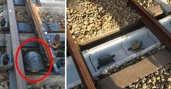 Túneles para tortugas en Japón, que protegen a las tortugas que cruzan las vías del tren y evitan que los trenes descarrilen por culpa de las tortugas.