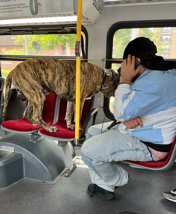 Un tipo lleva a su enorme mastín en el autobús y no logra controlar al perro. El perro ladra cada 10 segundos. Puntos extra por el trasero del tipo que sobresale