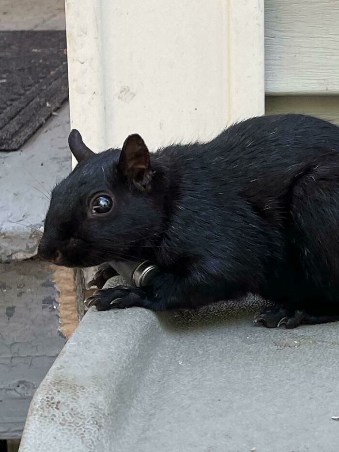  Esta ardilla que vi tenía un pequeño contenedor atado al cuello