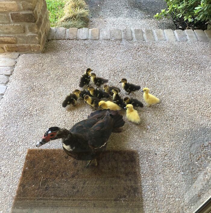 Cada año esta mamá pato trae sus bebés a mi casa y yo la ayudo a cuidarlos. Esta mañana abrí mi puerta a 13 nuevas bolas de plumitas que me miraban
