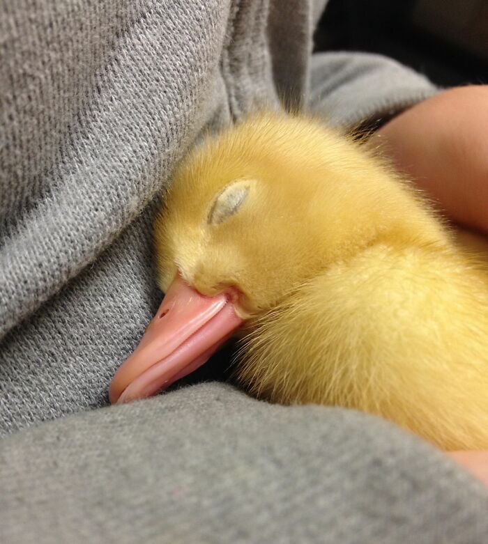Este bebé pato está durmiendo, así que a la gente que también se va a dormir: buenas noches y que soñéis con patos