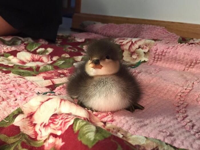 El pato bebé más gordo